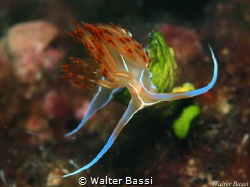Dondice Banyulensis by Walter Bassi 